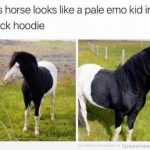 Este caballo de parece a un chico emo...