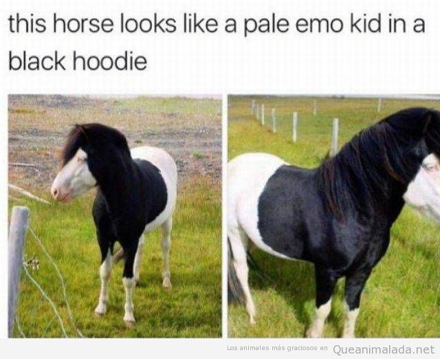 Este caballo de parece a un chico emo…