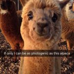 Foto graciosa del animal llama muy fotogénico