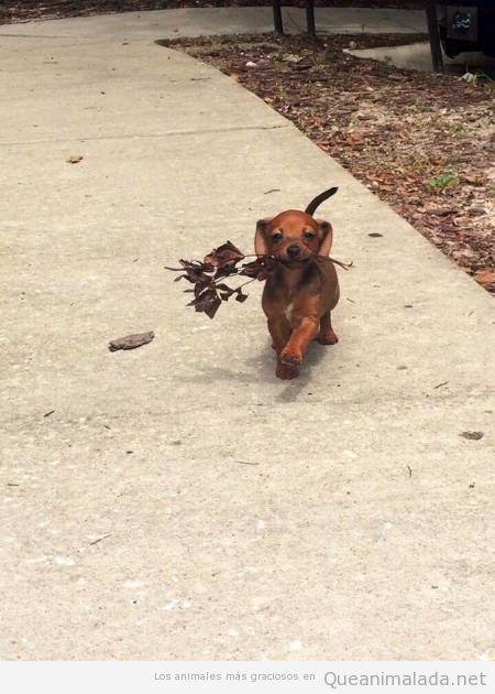 Foto graciosa perro cachorro feliz con una rama