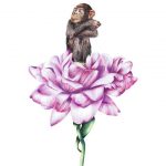 Ilustraciones animales, monos