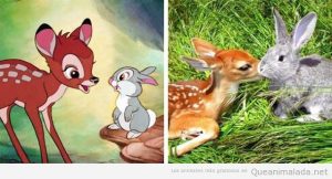Animales de dibujos animados y sus dobles en la vida real 4