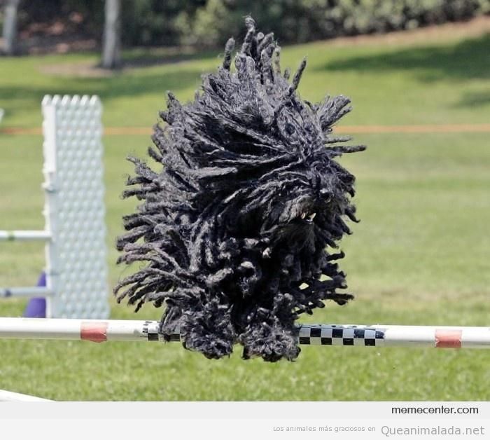 Foto graciosa perro Komondor negro