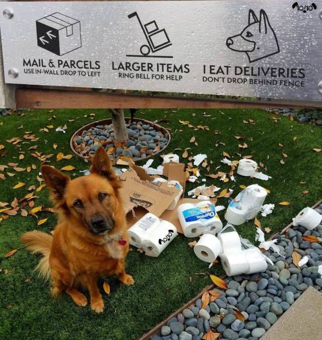 Foto graciosa perro que se come los paquetes