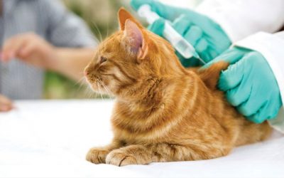 Cuáles son las vacunas que le tienes que poner a tu perro y a tu gato?