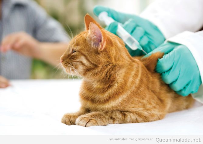 Vacunación gatos