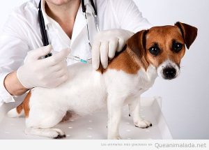 Vacunación perros