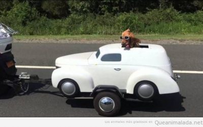 La imagen de la felicidad es este perro en un coche remolcado