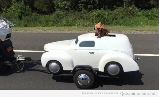 Foto graciosa de un perro en un coche en el remolque