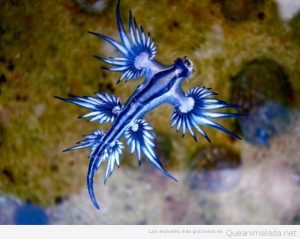 Animales raros iglaucus atlanticus dragón azul