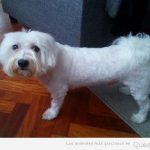 Centros caninos especializados en Bichón Maltés Americano