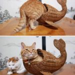 Fotos graciosas gatos metidos en sitios 6