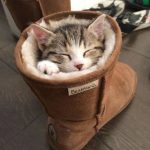 Fotos graciosas gatos metidos en sitios 9