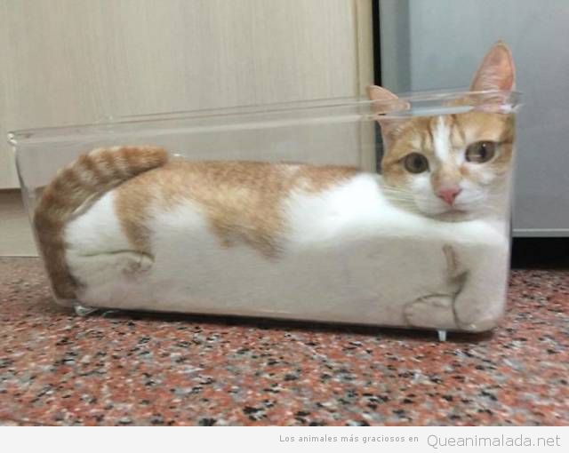 Fotos graciosas gatos metidos en sitios 10