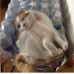Fotos graciosas gatos metidos en sitios