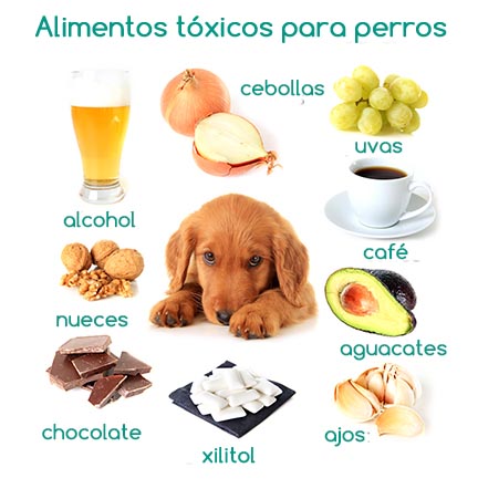 Alimentos tóxicos para perros