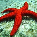 Animales invertebrados, estrella de mar
