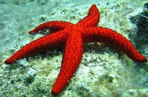 Animales invertebrados, estrella de mar