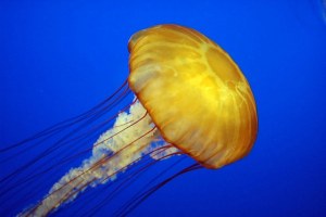 Animales invertebrados, medusa