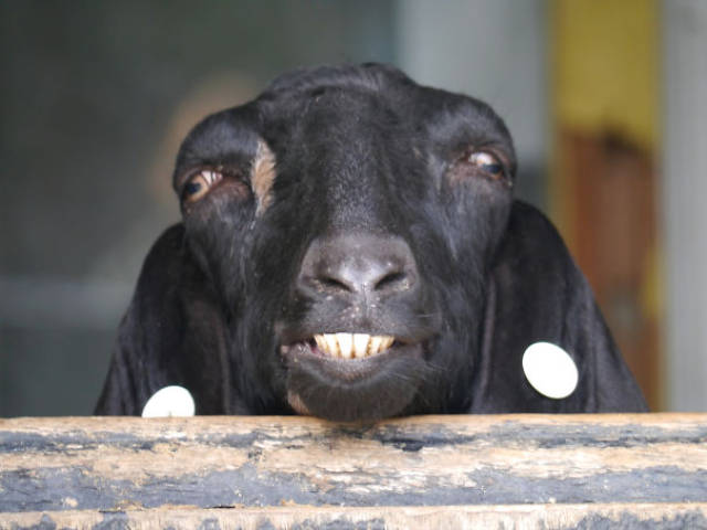 Foto graciosa de una cabra poco fotogénica