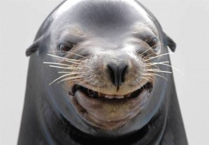Foto graciosa de una foca poco fotogénica