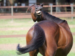 Foto graciosa de un caballo poco fotogénico