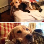 Fotos graciosas relación perros y gatos 14