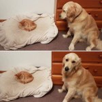 Fotos graciosas relación perros y gatos 15