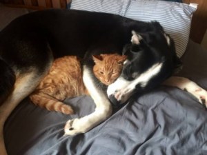 Fotos graciosas relación perros y gatos 18
