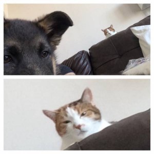 Fotos graciosas relación perros y gatos 19