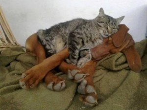 Fotos graciosas relación perros y gatos