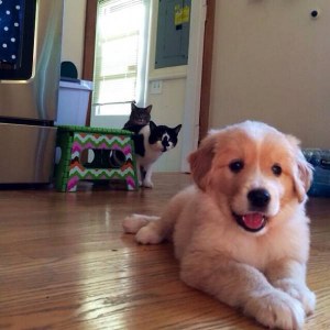 Fotos graciosas relación perros y gatos 2