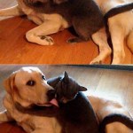 Fotos graciosas relación perros y gatos 5