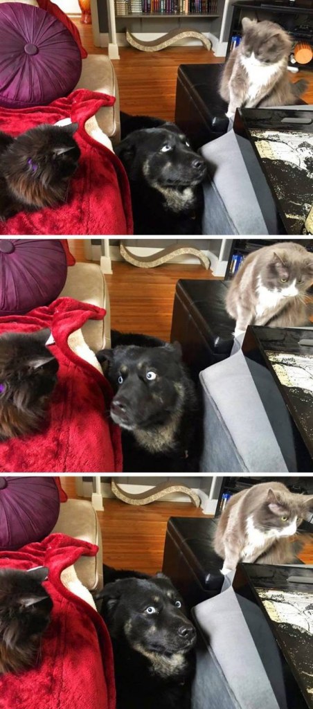Fotos graciosas relación perros y gatos 3
