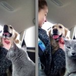 Fotos graciosas relación perros y gatos 6