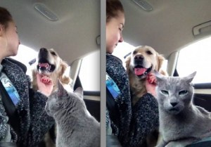 Fotos graciosas relación perros y gatos 6