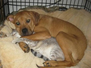 Fotos graciosas relación perros y gatos 7