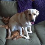 Fotos graciosas relación perros y gatos 10
