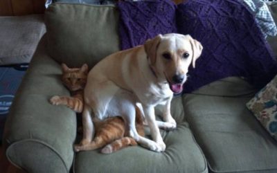 La relación entre perros y gatos puede ser de lo más explosiva!