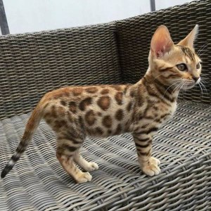 Animales raros, gato leopardo