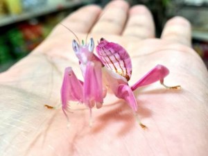 Animales raros, Mantis orquídea