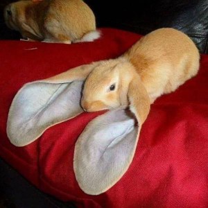 Animales raros, conejo con orejas largas