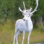 Animales raros, reno blanco sueco