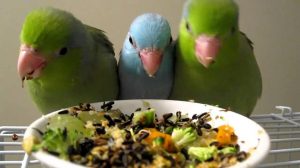 Comida para pájaros