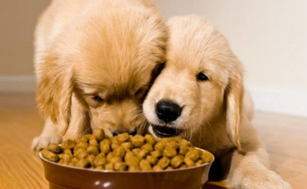 Comida para perros