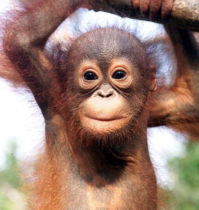 10 Animales salvajes bebés: ¡qué cosas más lindas!