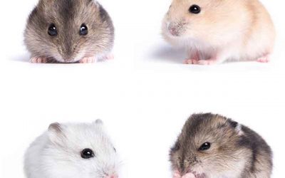 Las diferentes razas de hamster
