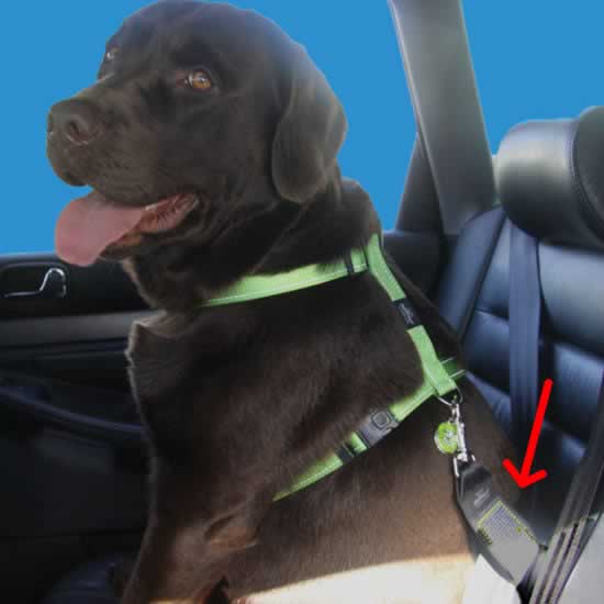 Adaptador cinturón seguridad para perros