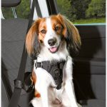Arnés de seguridad para perros en coche