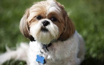 Chapas para perros: identifica a tu mejor amigo para que nunca se pierda